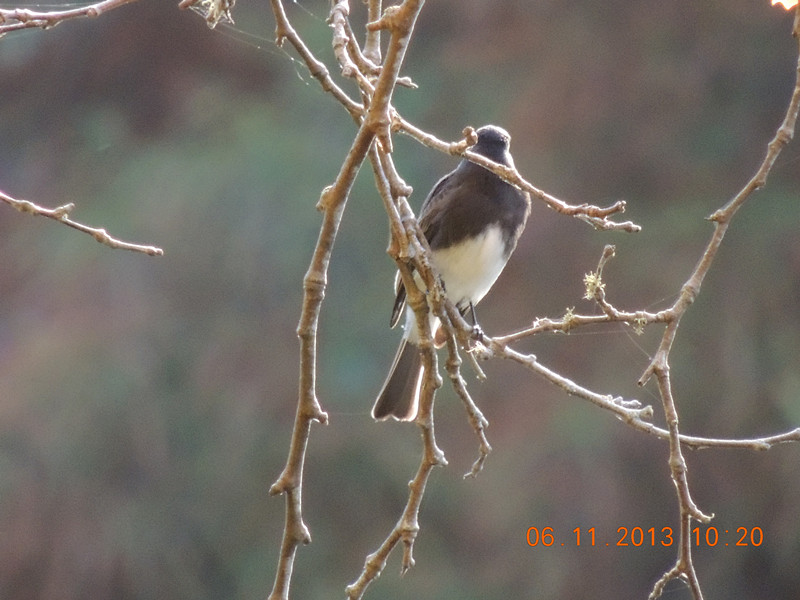 Golden gate park 807_.jpg