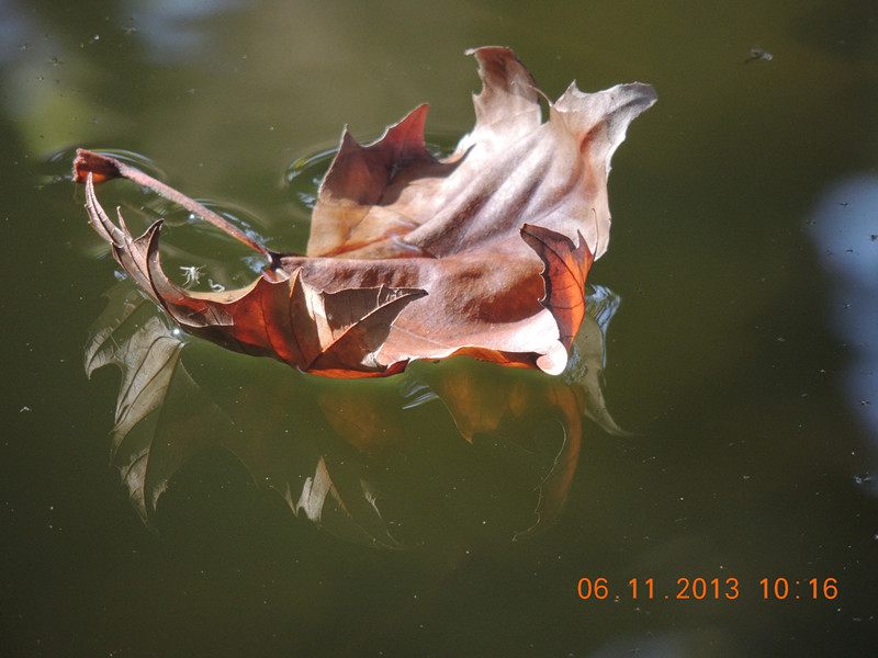 Golden gate park 794_.jpg