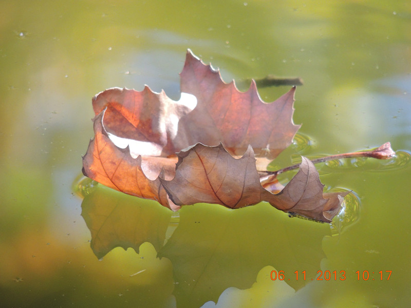 Golden gate park 797_.jpg