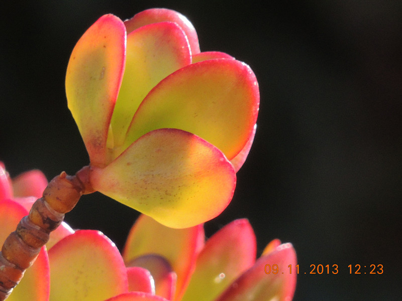 flower #2 074_.jpg