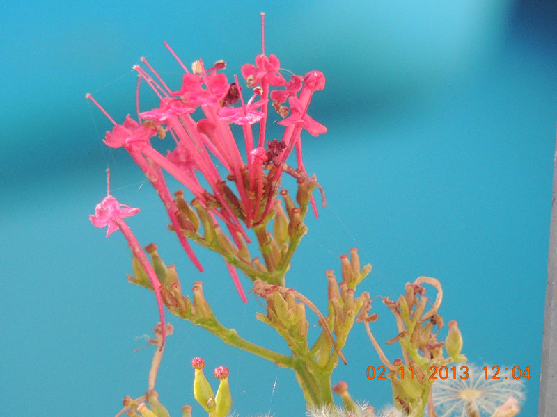 flower 023_.jpg