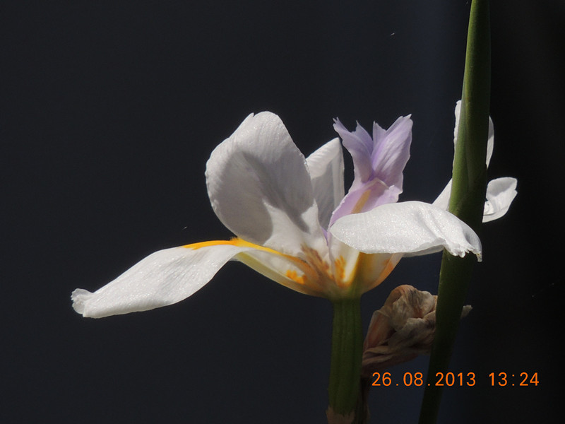 flower 723_.jpg