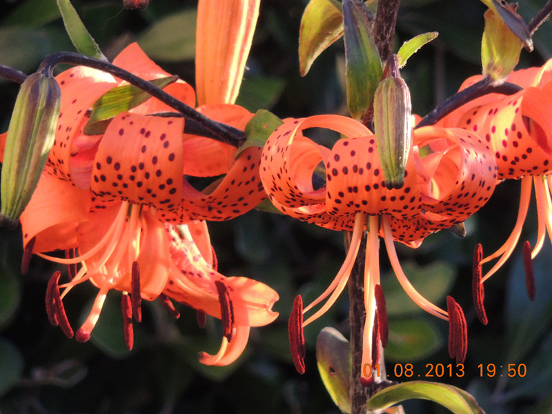 flower 306_.jpg