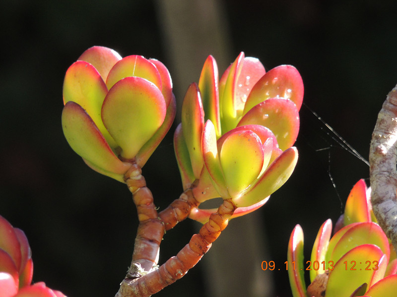 flower #2 073_.jpg