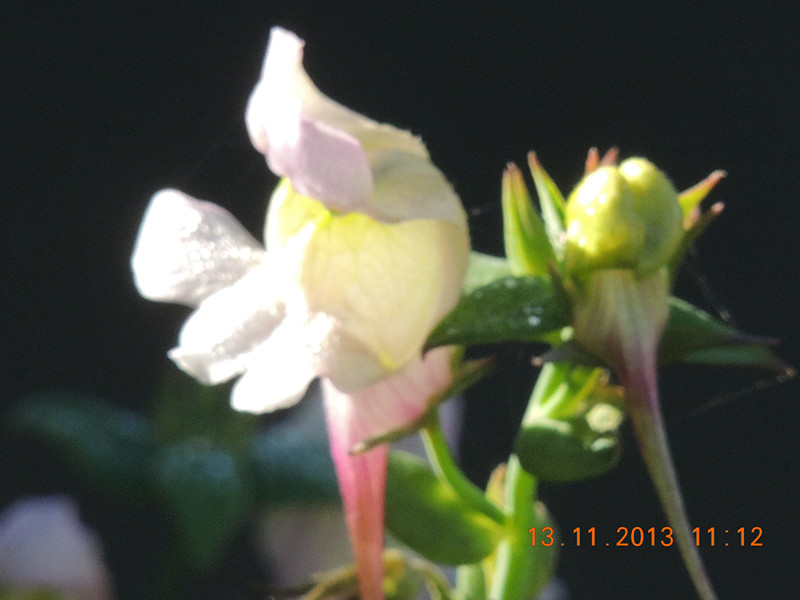 flower #2 307_.jpg