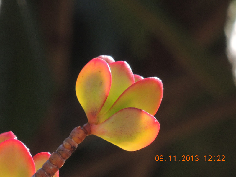 flower #2 072_.jpg