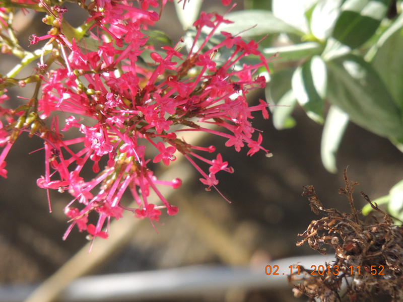 flower 010_.jpg