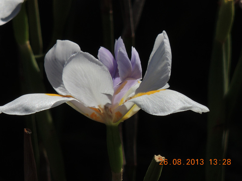 flower 744_.jpg