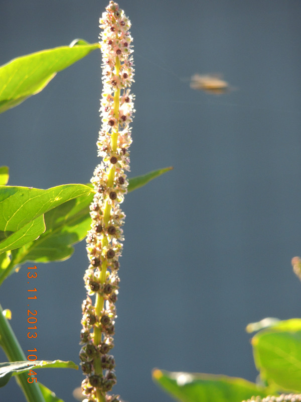 flower #2 254_ת_ת_ת_ת_.jpg