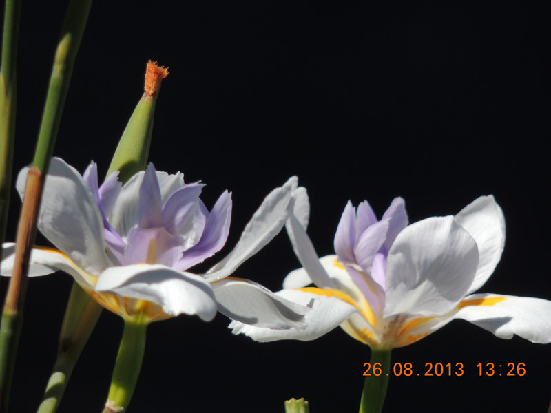 flower 732_.jpg