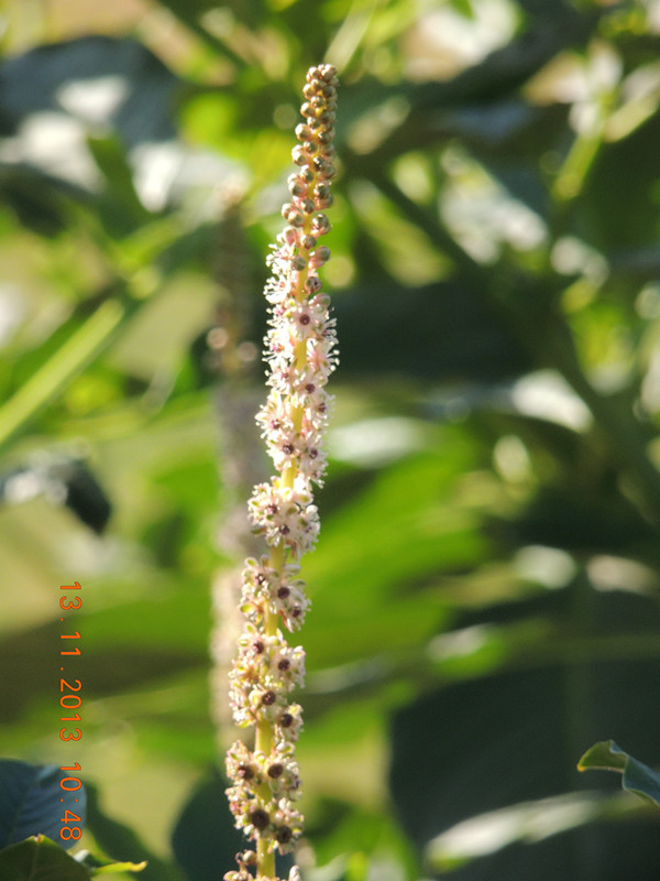 flower #2 261_ת_.jpg