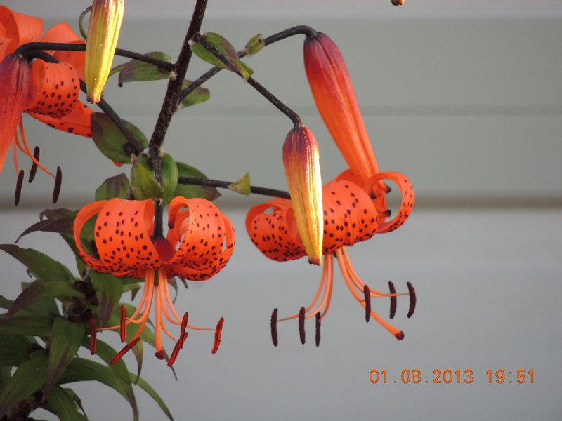 flower 311_.jpg