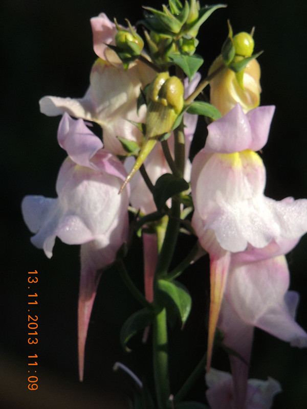 flower #2 295_ת_ת_ת_ת_.jpg