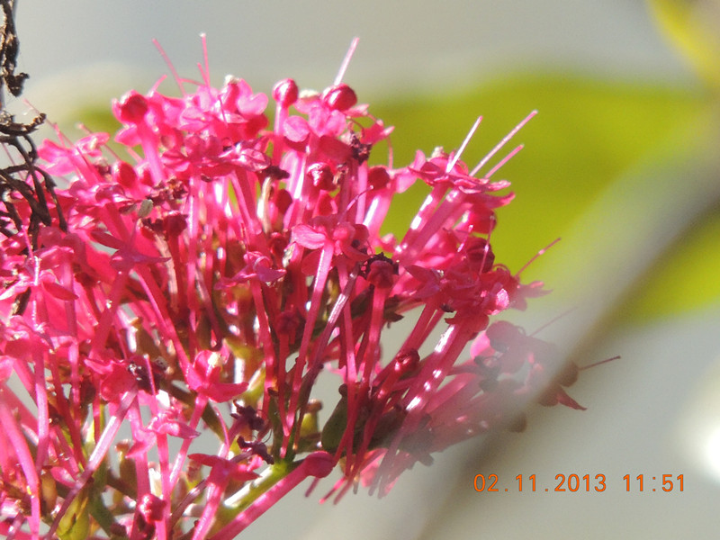 flower 005_.jpg