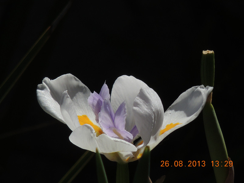 flower 750_.jpg