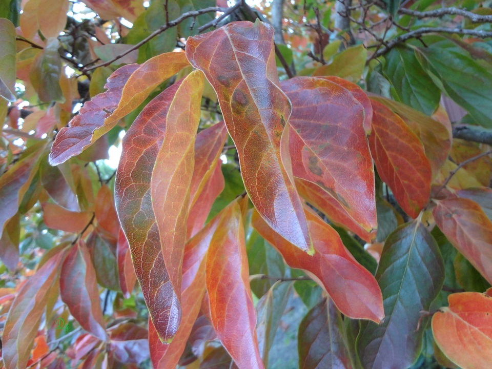 DSC07345-dz.jpg