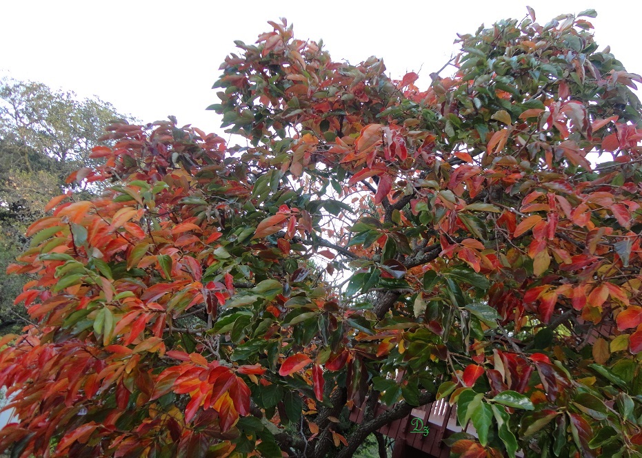 DSC07354-dz.jpg