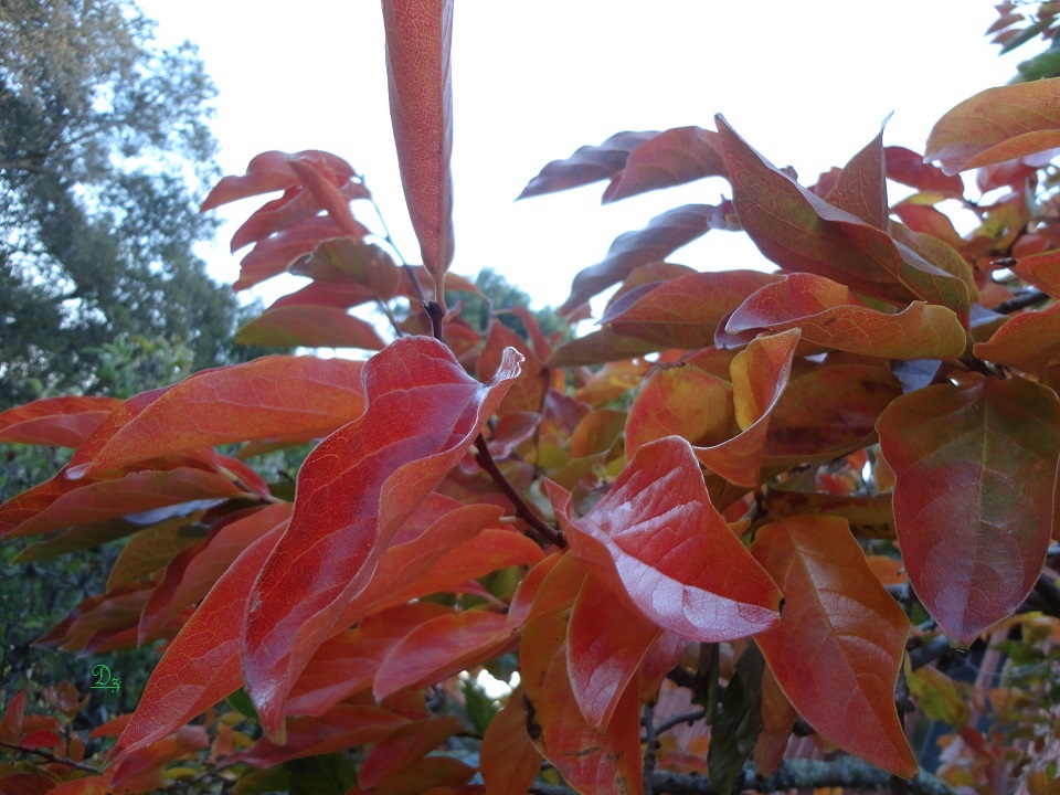 DSC07351-dz.jpg
