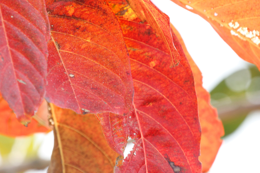 _MG_83722013-10-20.JPG