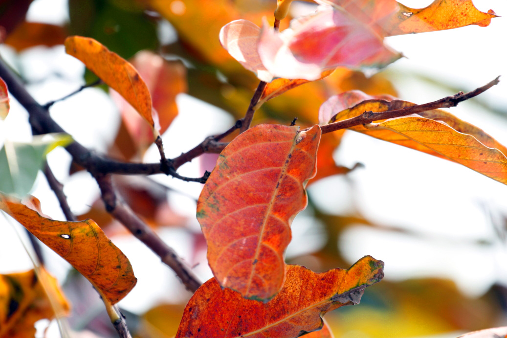 _MG_83702013-10-20.JPG