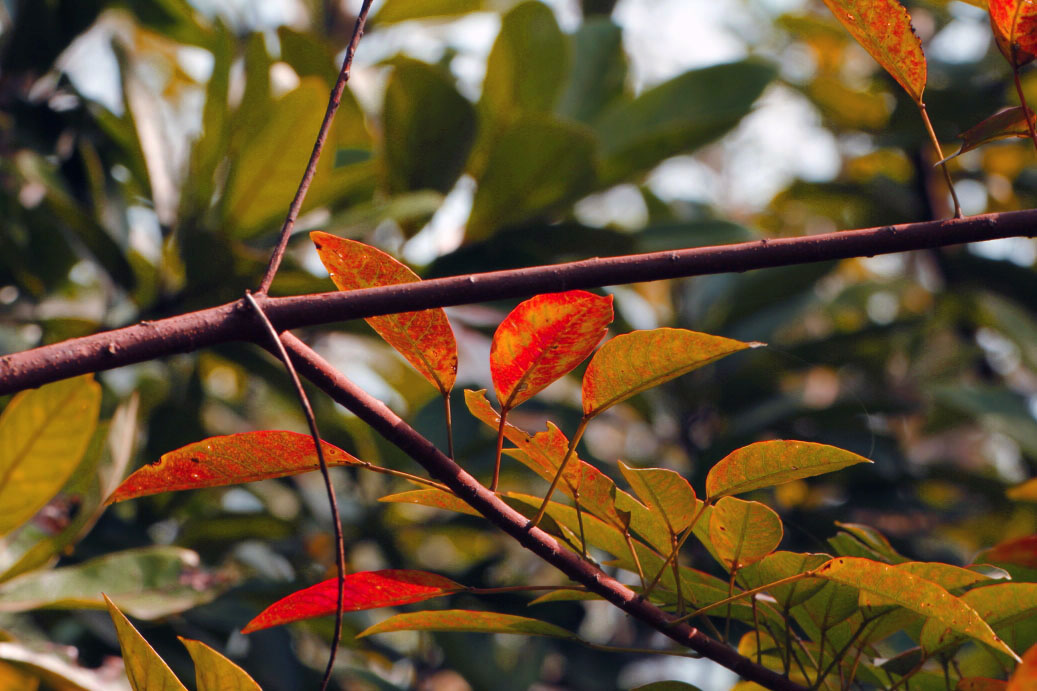 _MG_03532013-10-20.JPG