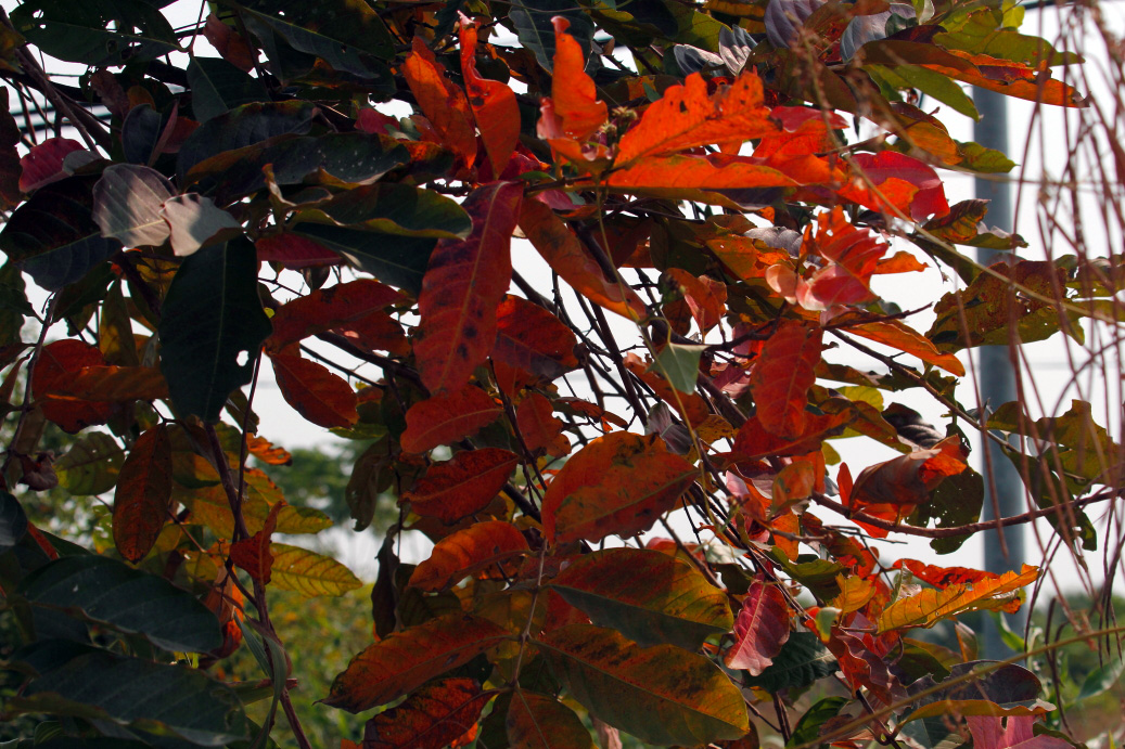 _MG_83682013-10-20.JPG