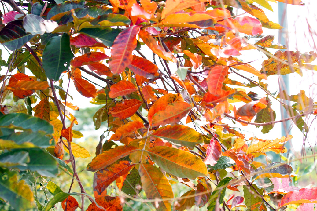 _MG_83692013-10-20.JPG