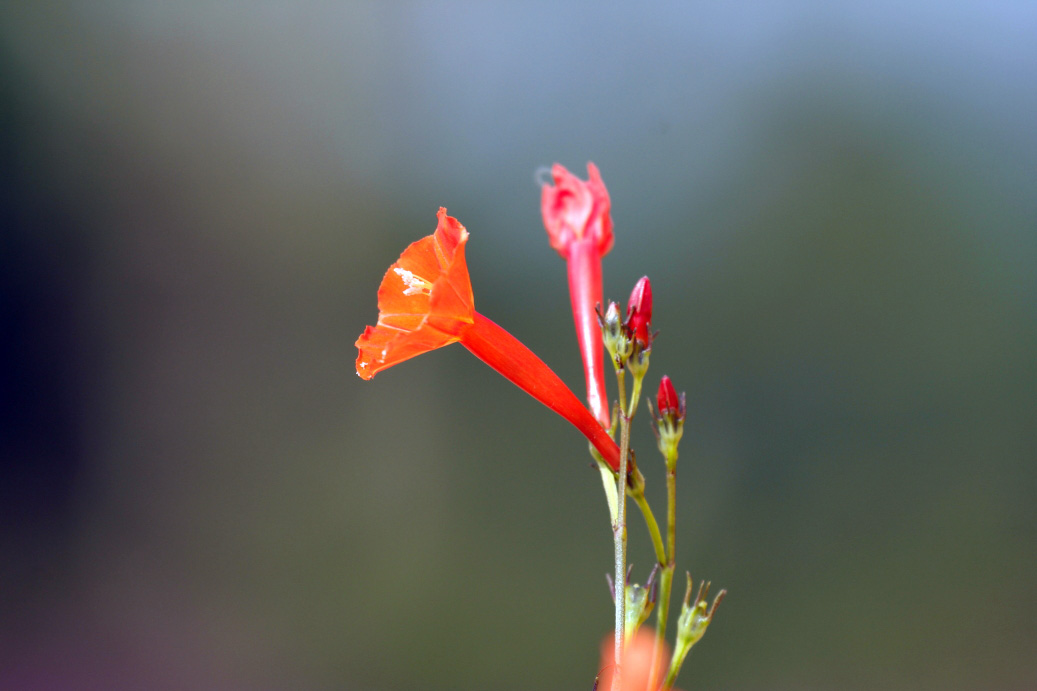 _MG_11302013-10-20.JPG