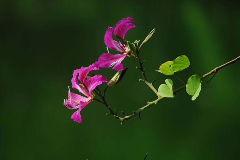 DSC_0069.jpg