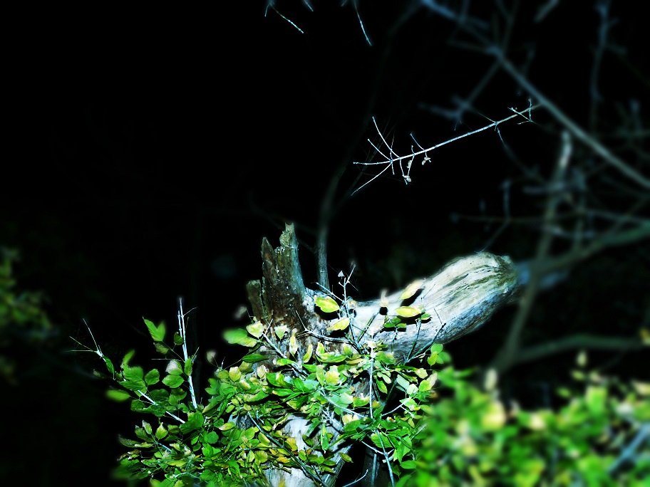 l1080209_conew2.jpg