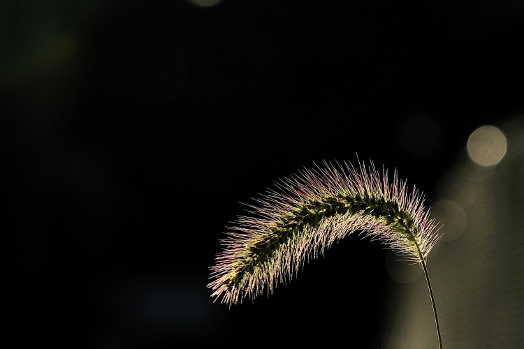 _DSC9792_01.JPG