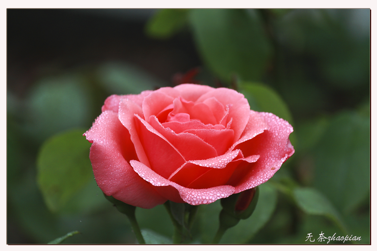 IMG_3306-1.jpg