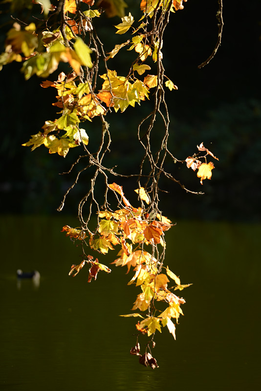 Golden gate park 492_.jpg