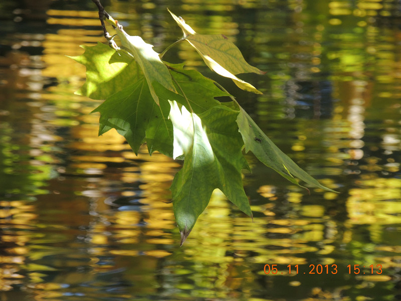 Golden gate park 618_.jpg