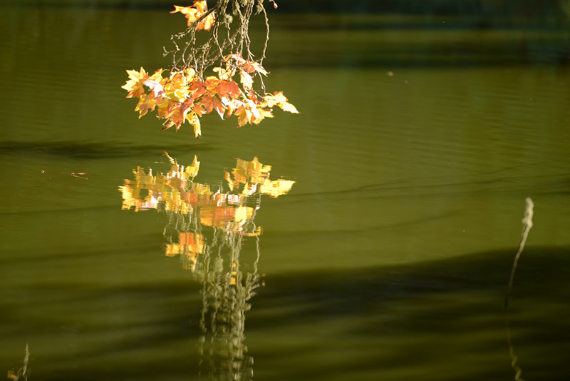 Golden gate park 447_.jpg