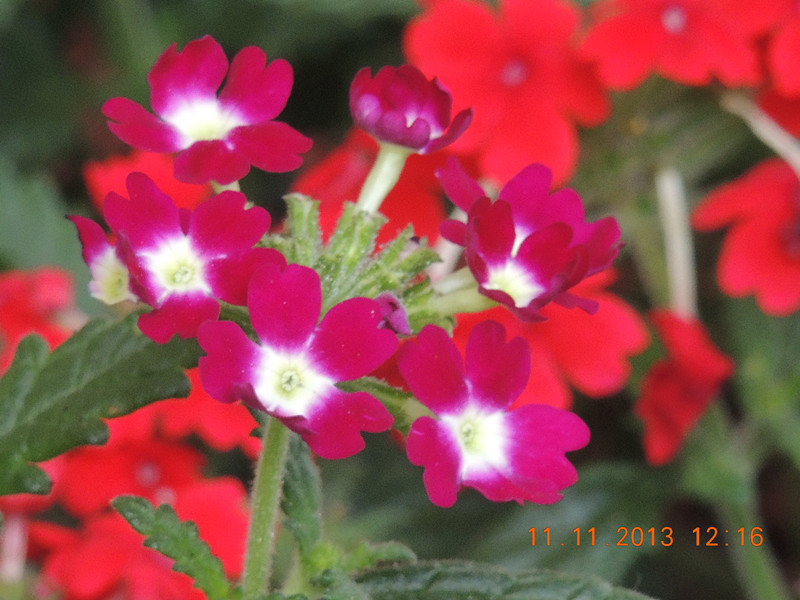 flower #2 164_.jpg