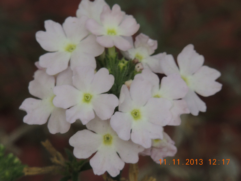 flower #2 171_.jpg