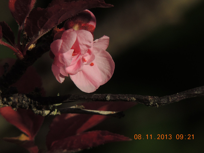 flower #2 045_.jpg