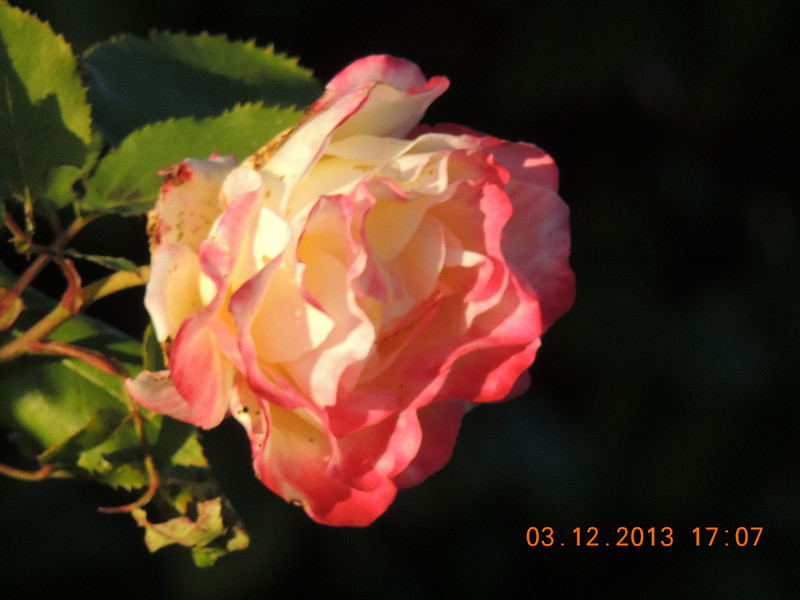 Flower #2 374_.jpg