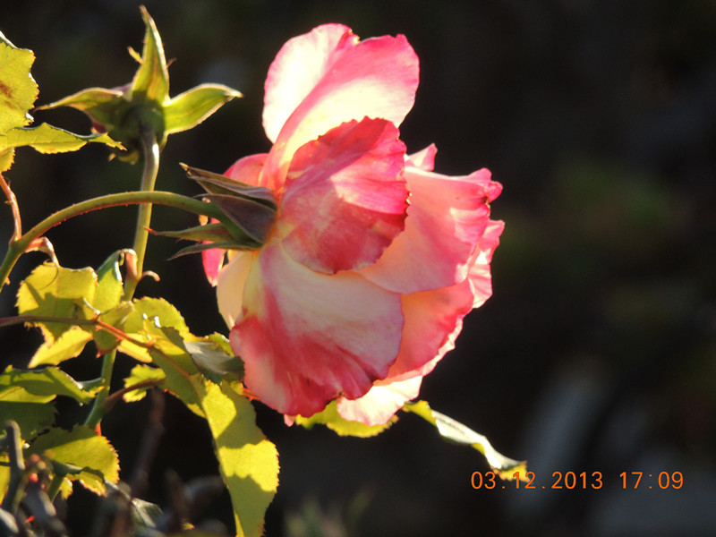 Flower #2 383_.jpg