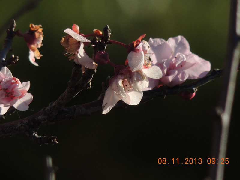 flower #2 057_.jpg