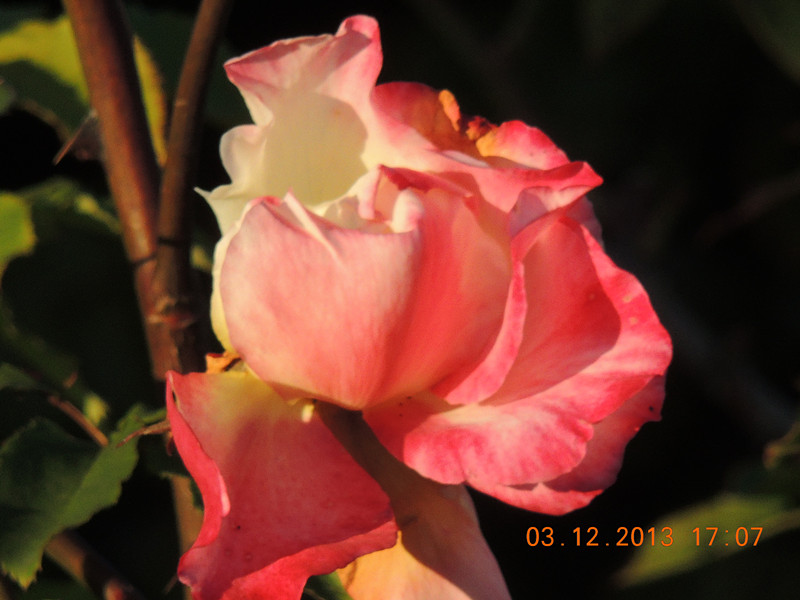 Flower #2 375_.jpg