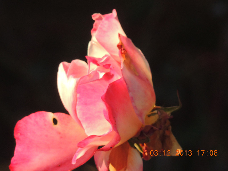 Flower #2 379_.jpg
