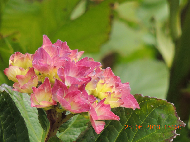 flower 041_.jpg