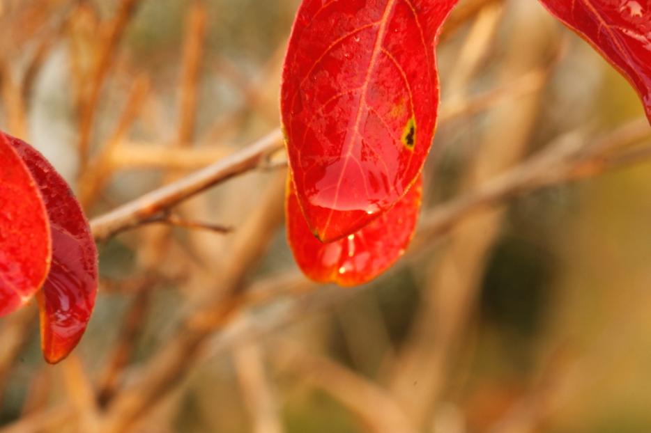 _MG_25612013-10-20.JPG