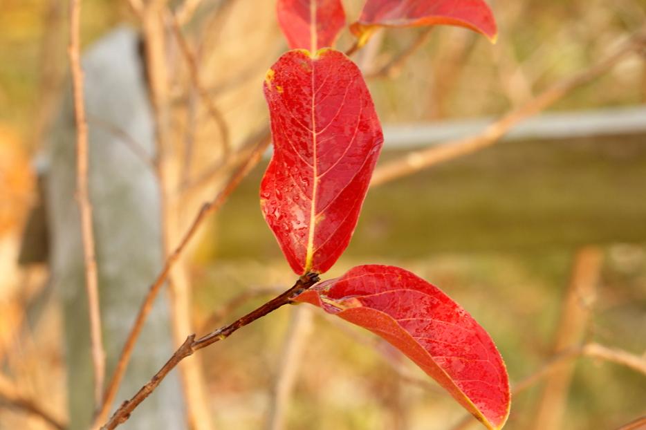 _MG_25412013-10-20.JPG