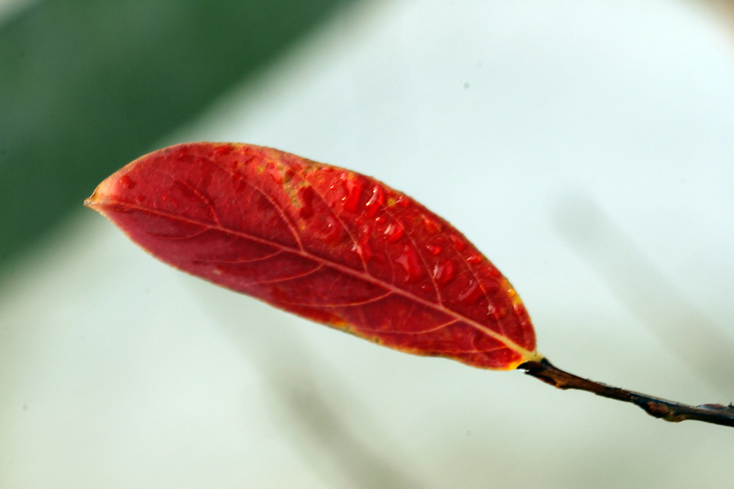 _MG_25232013-10-20.JPG