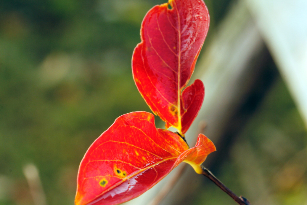 _MG_25272013-10-20.JPG