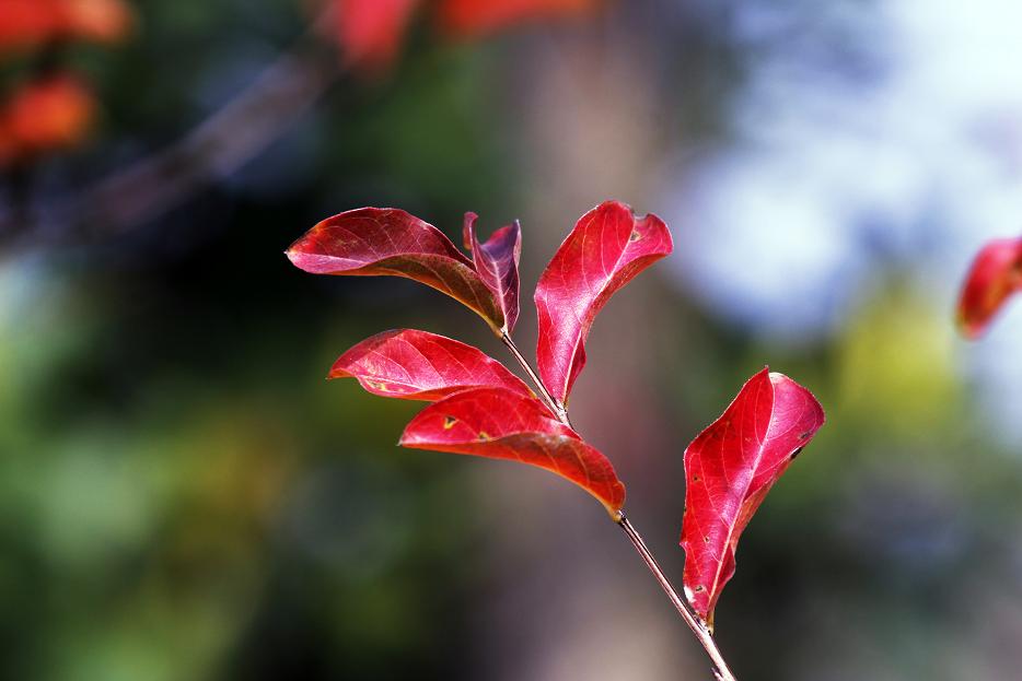_MG_2456.JPG