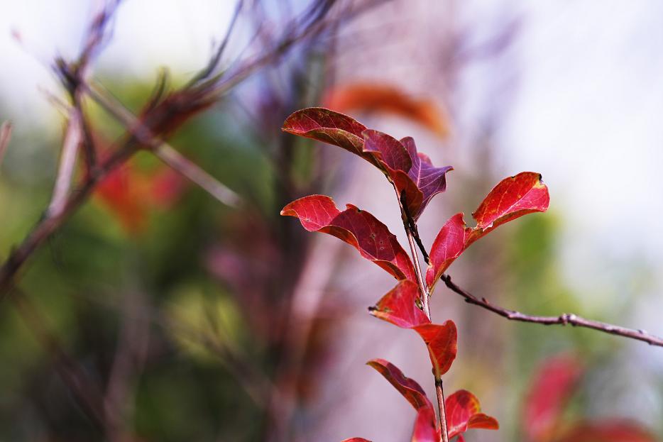_MG_2445.JPG